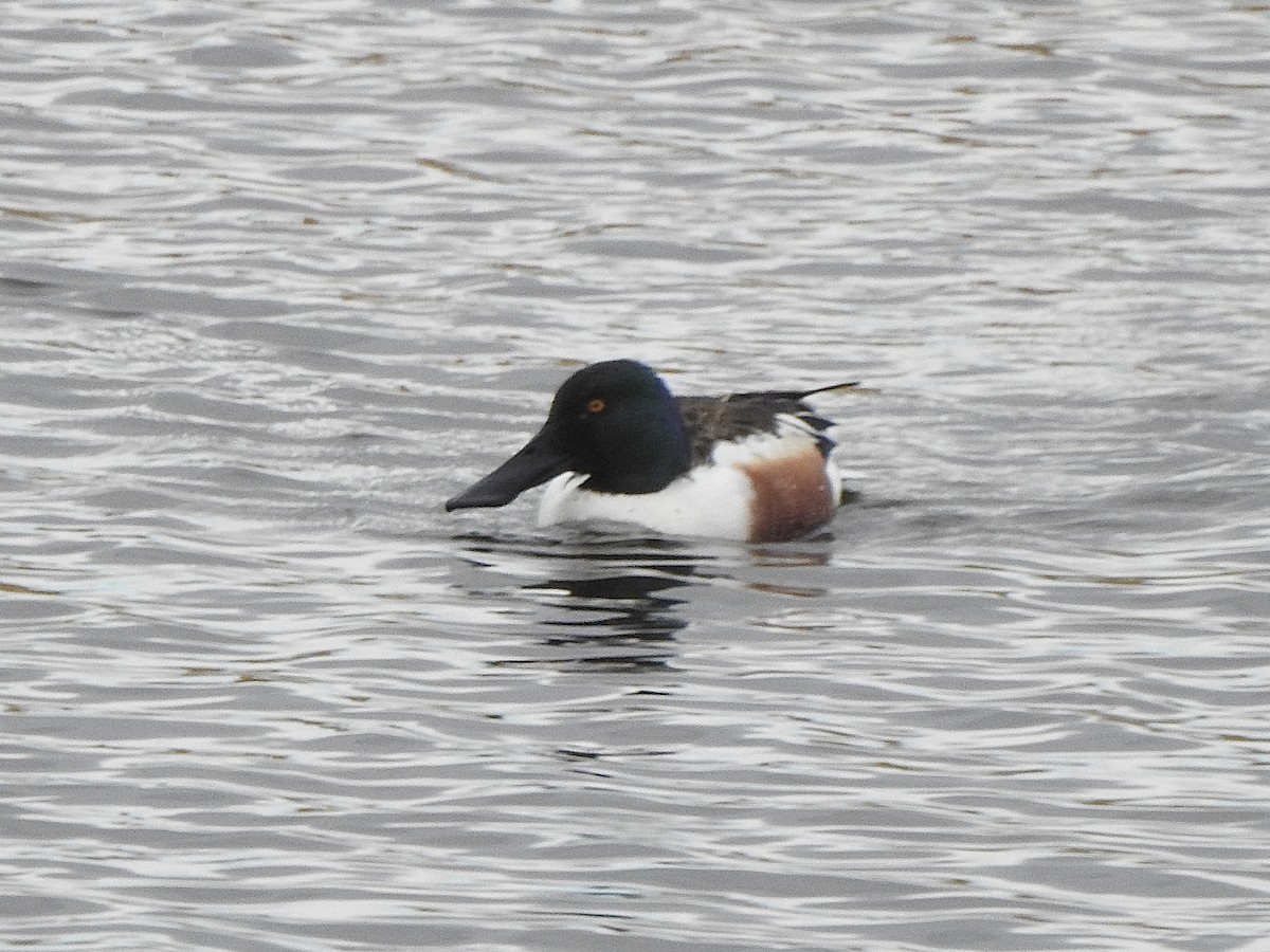 Northern Shoveler - Dan Stoker