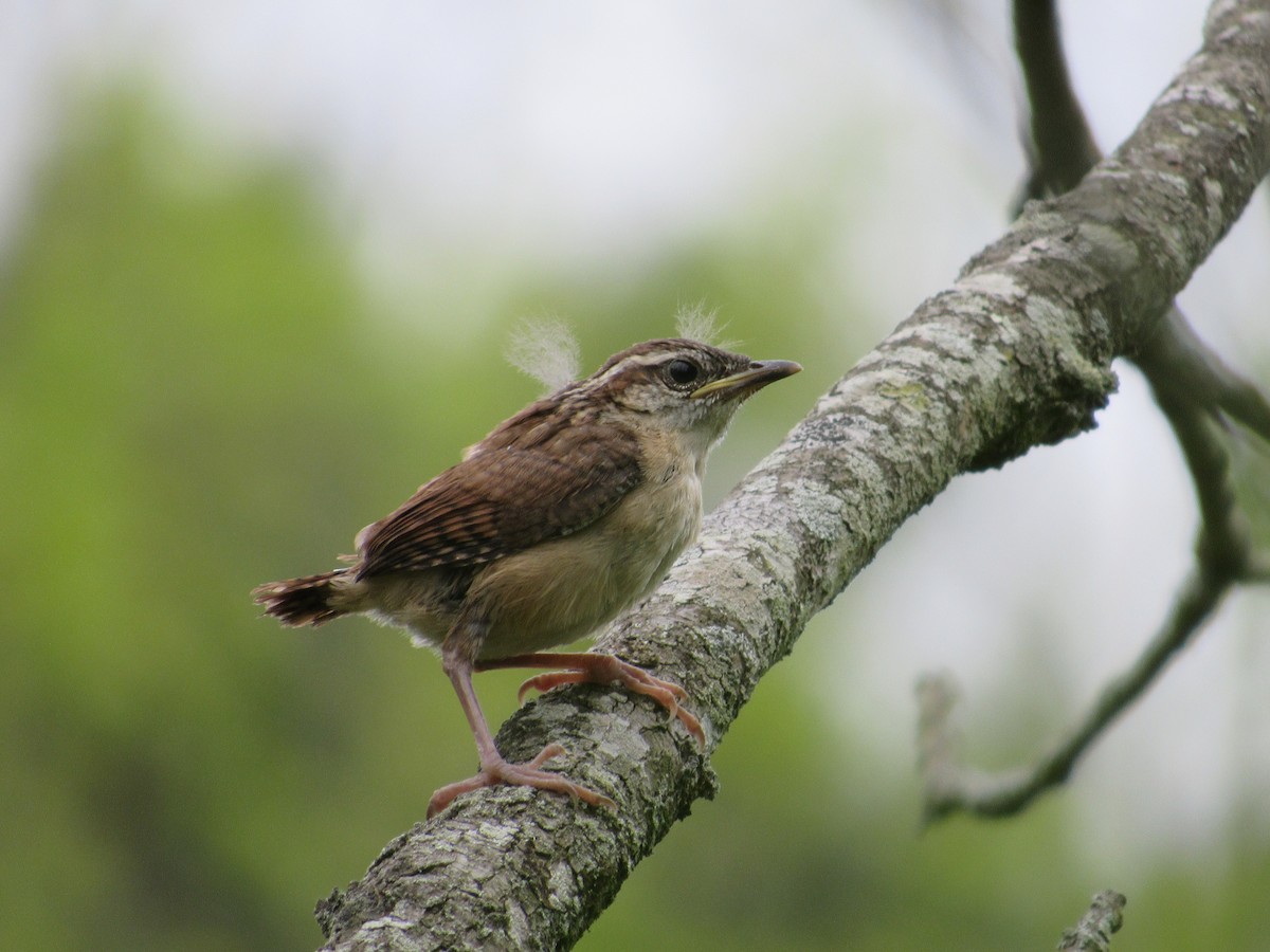 Carolina Wren - Timothy Blanchard