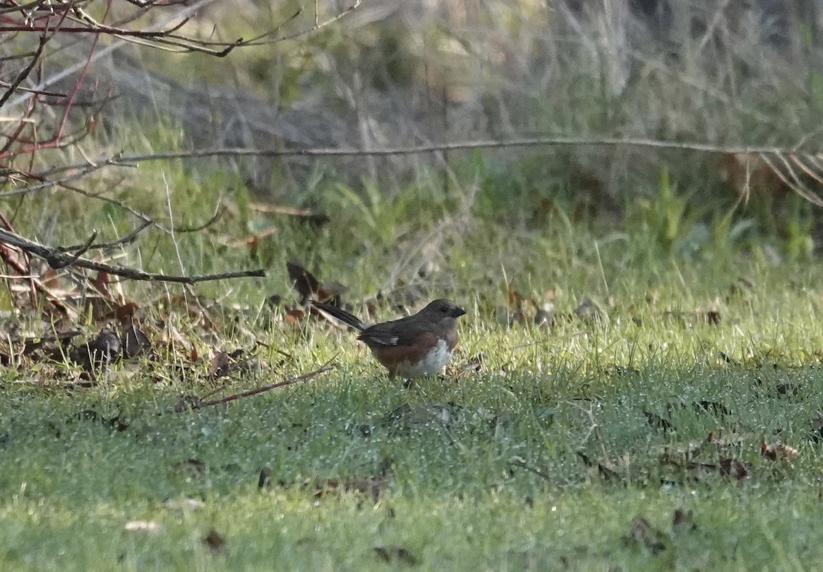 Eastern Towhee - Derrick & Bettina Murphy