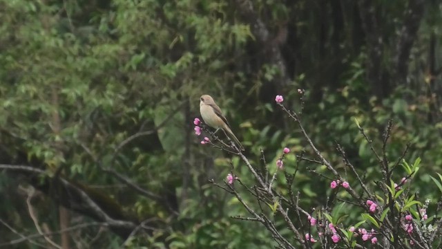 Alcaudón Pardo (lucionensis) - ML618089983