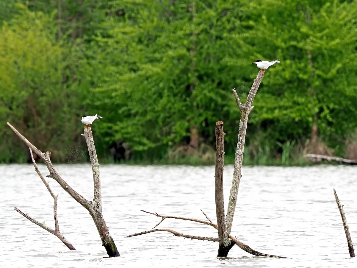 Forster's Tern - ML618090019