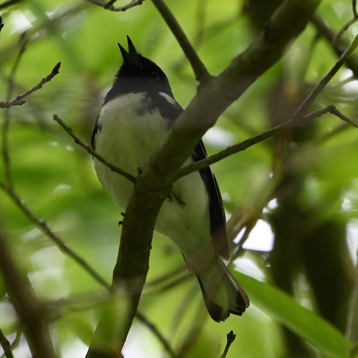 Black-throated Blue Warbler - Chad Ludwig