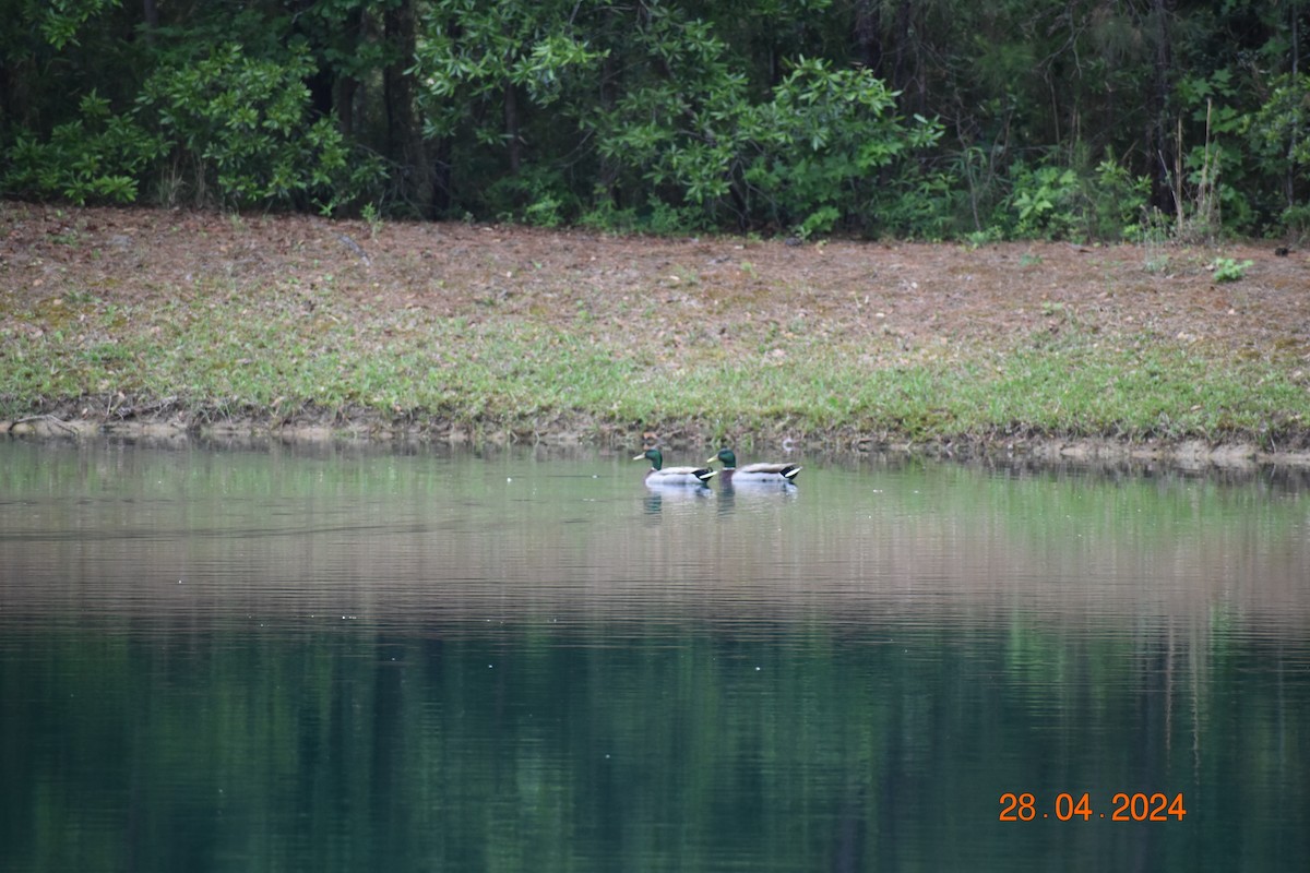 Mallard - John Cassell