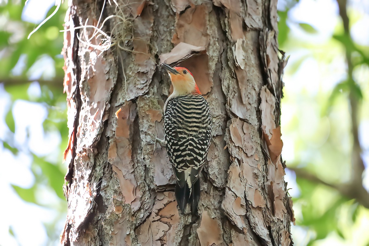 Red-bellied Woodpecker - Lori Hein