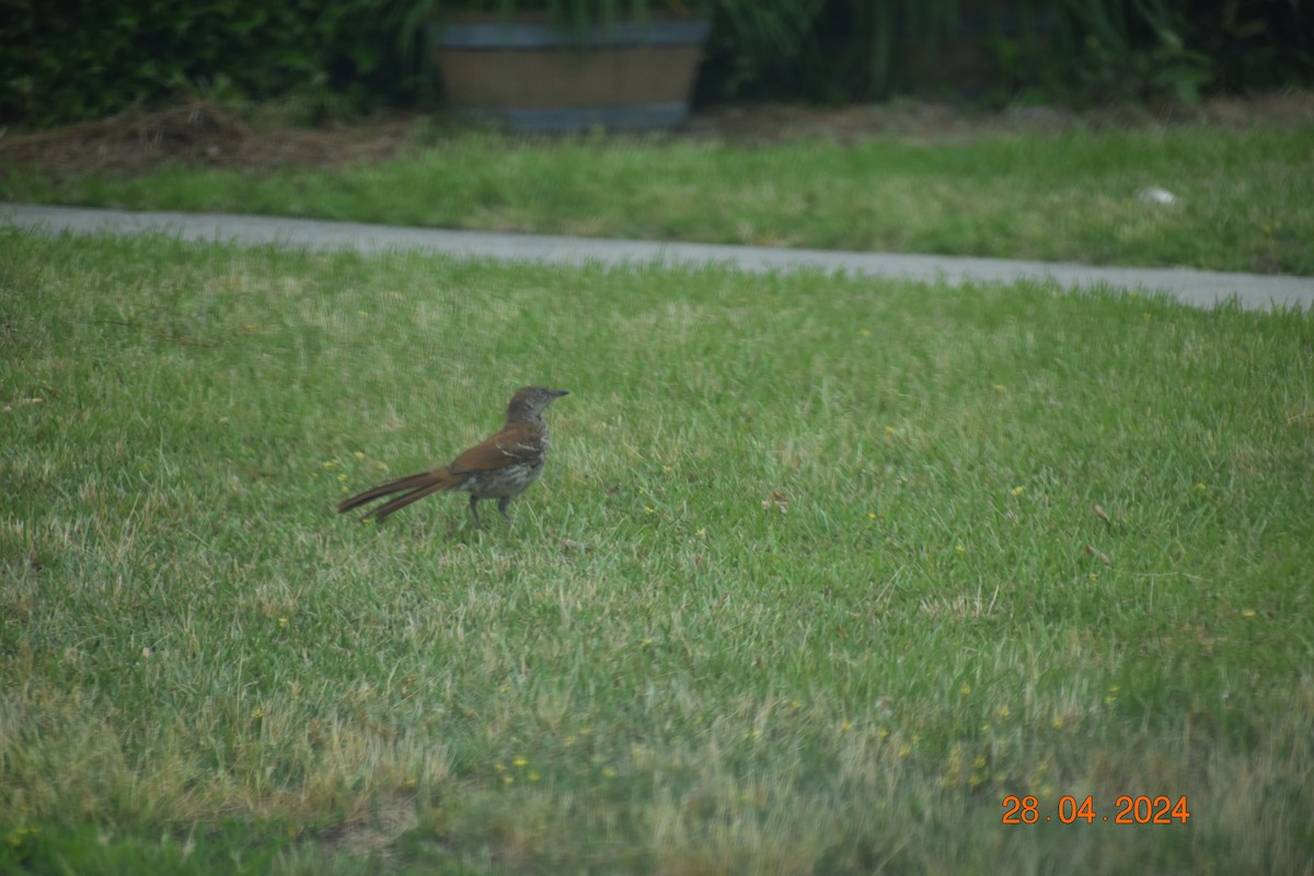 Brown Thrasher - John Cassell