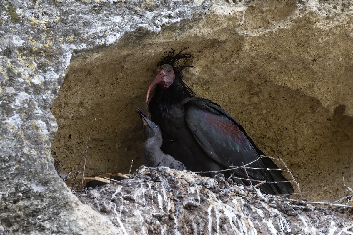 ibis skalní - ML618090086
