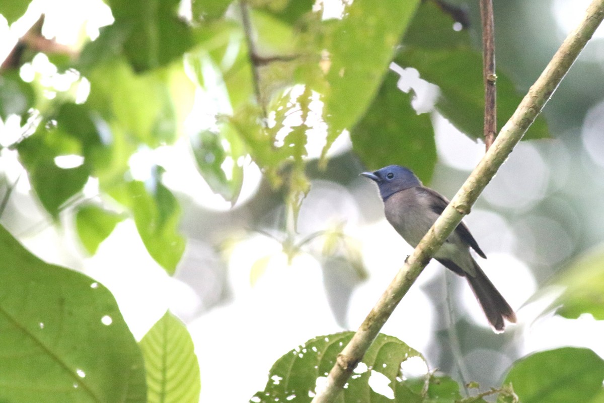 Black-naped Monarch - Yousif Attia