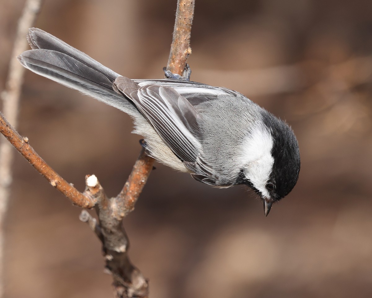 Black-capped Chickadee - Tom Murray