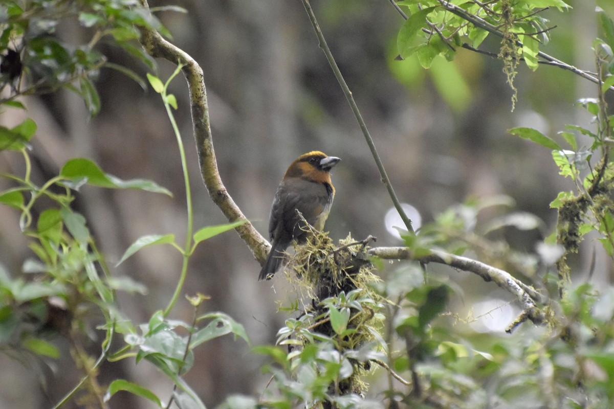 Prong-billed Barbet - ML618090112