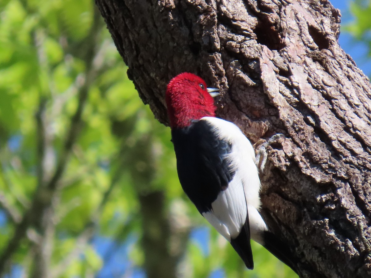 Red-headed Woodpecker - Linda Duncan