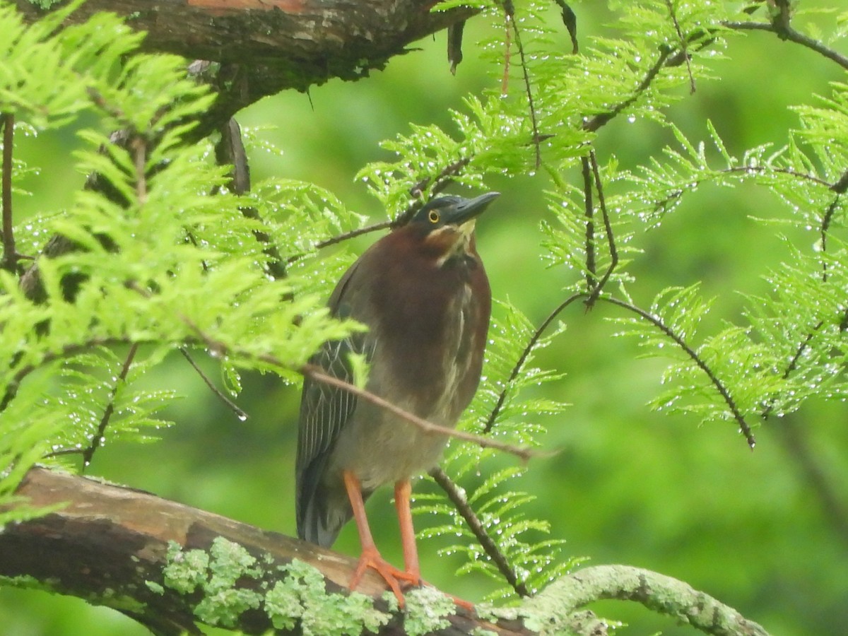 Green Heron - Monica Potter