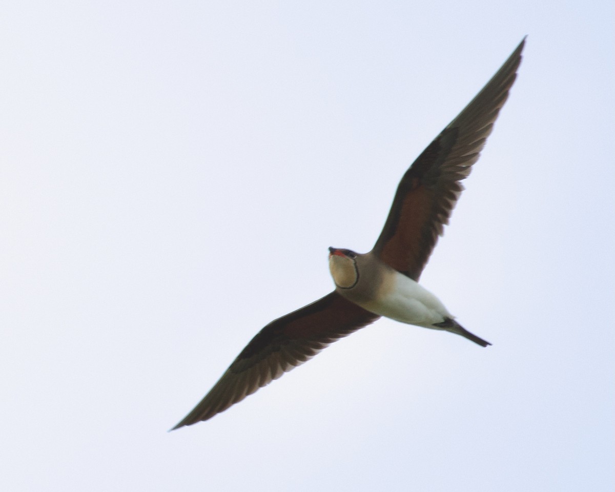 Collared Pratincole - ML618090130