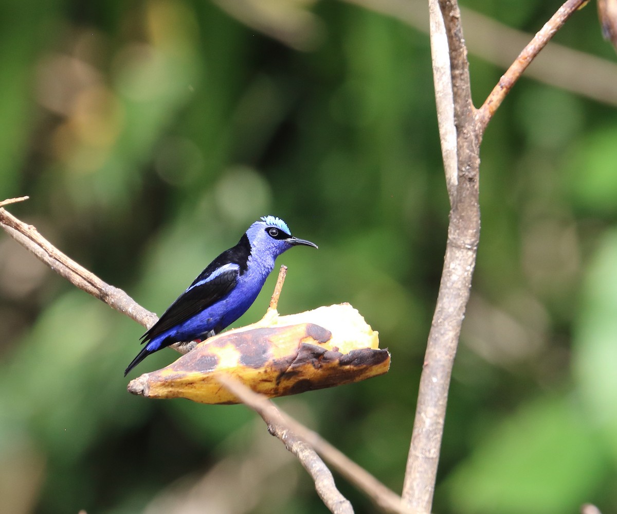 Red-legged Honeycreeper - Braden Collard