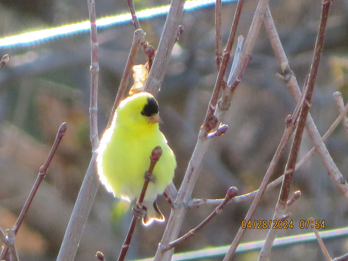 American Goldfinch - Anonymous