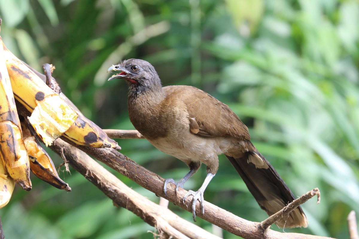 Gray-headed Chachalaca - Braden Collard