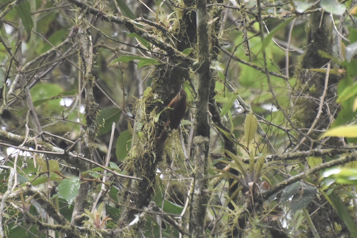 Ruddy Treerunner - Ethan Borland