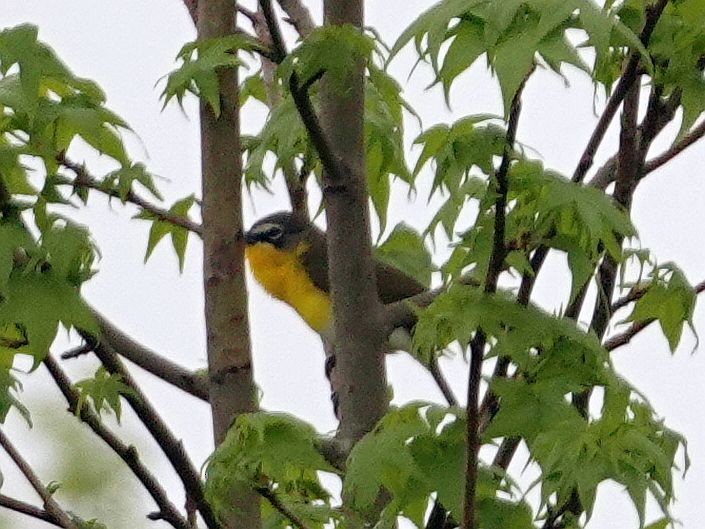 Yellow-breasted Chat - Karen Cyr