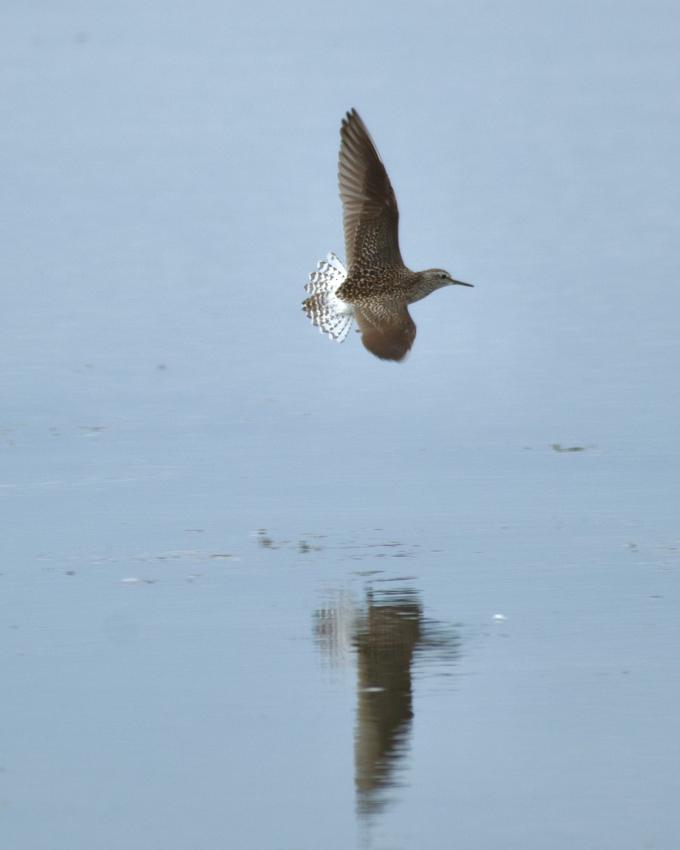 Wood Sandpiper - ML618090163