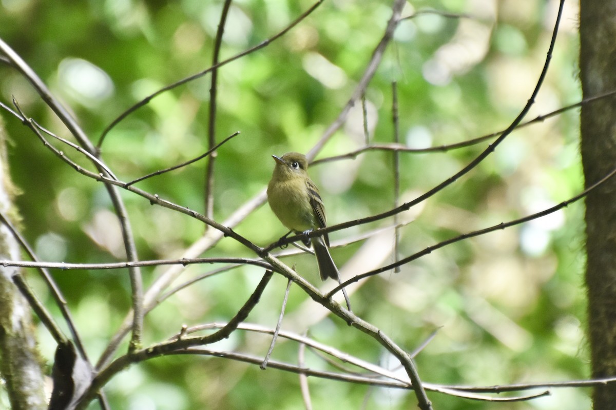 Yellowish Flycatcher - ML618090169