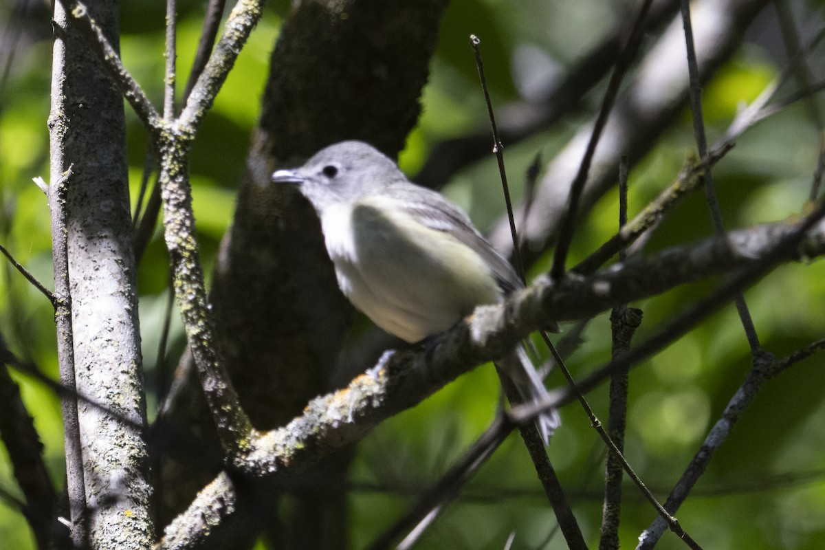 Cassin's Vireo - Mark Golan