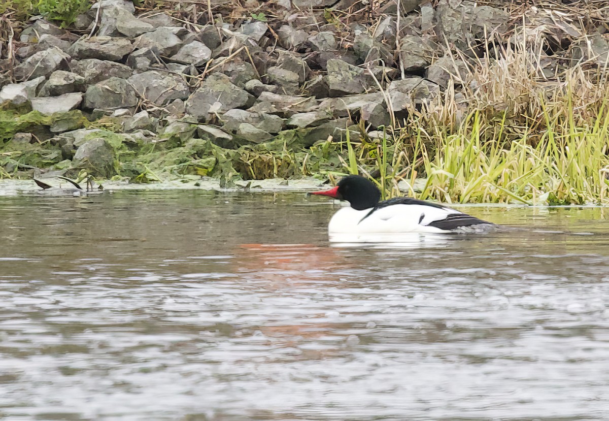 Common Merganser - Michel Proulx