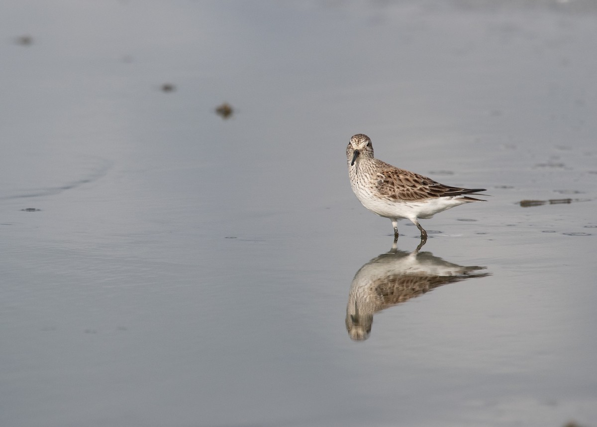 White-rumped Sandpiper - ML618090193