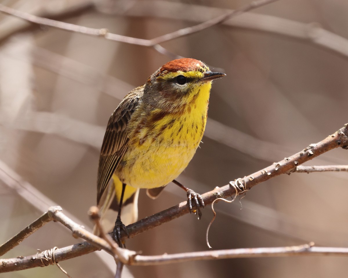 Palm Warbler (Yellow) - Tom Murray