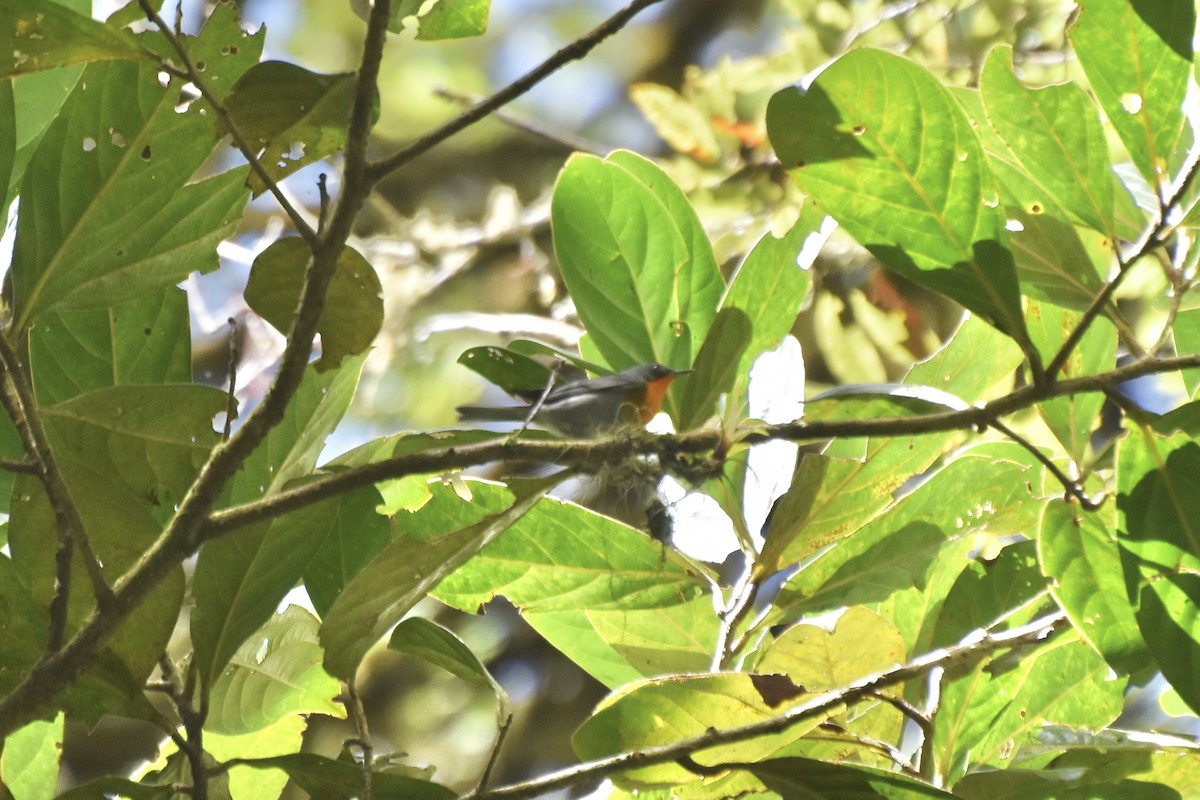 Flame-throated Warbler - ML618090210