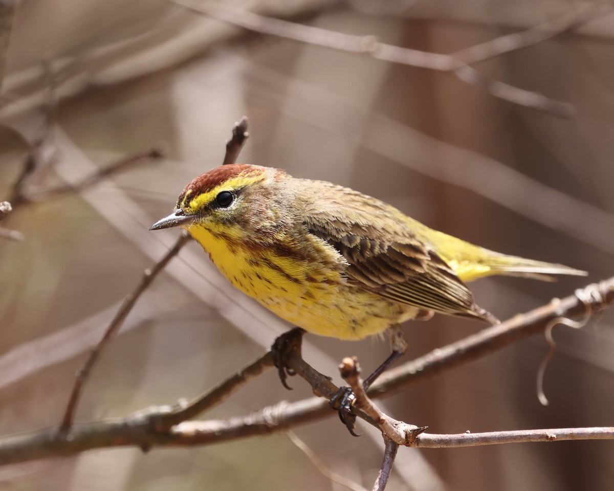 Palm Warbler (Yellow) - Tom Murray