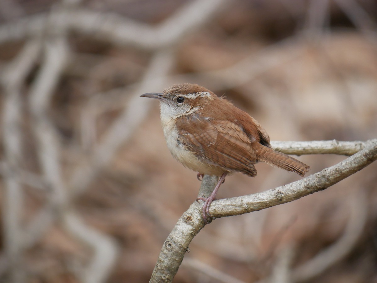 Carolina Wren - Daniel Lewis