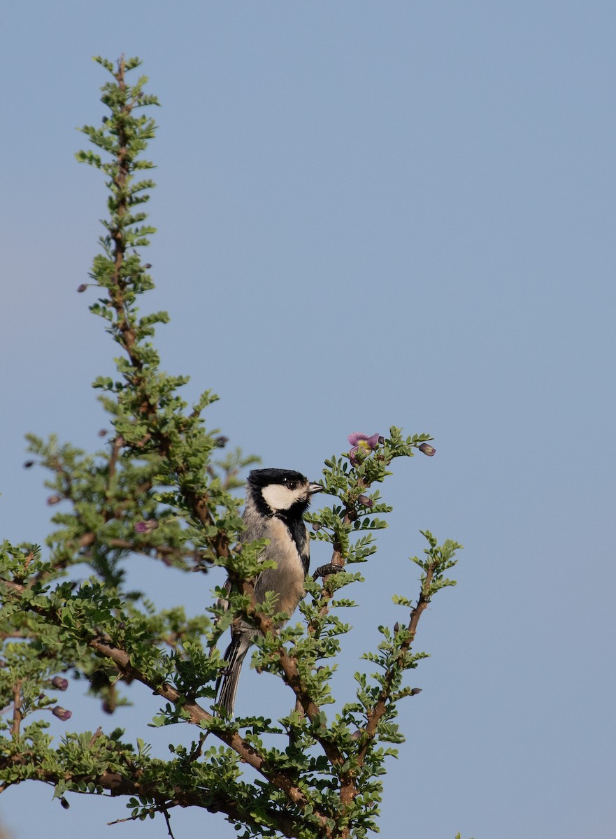 Somali Tit - simon walkley