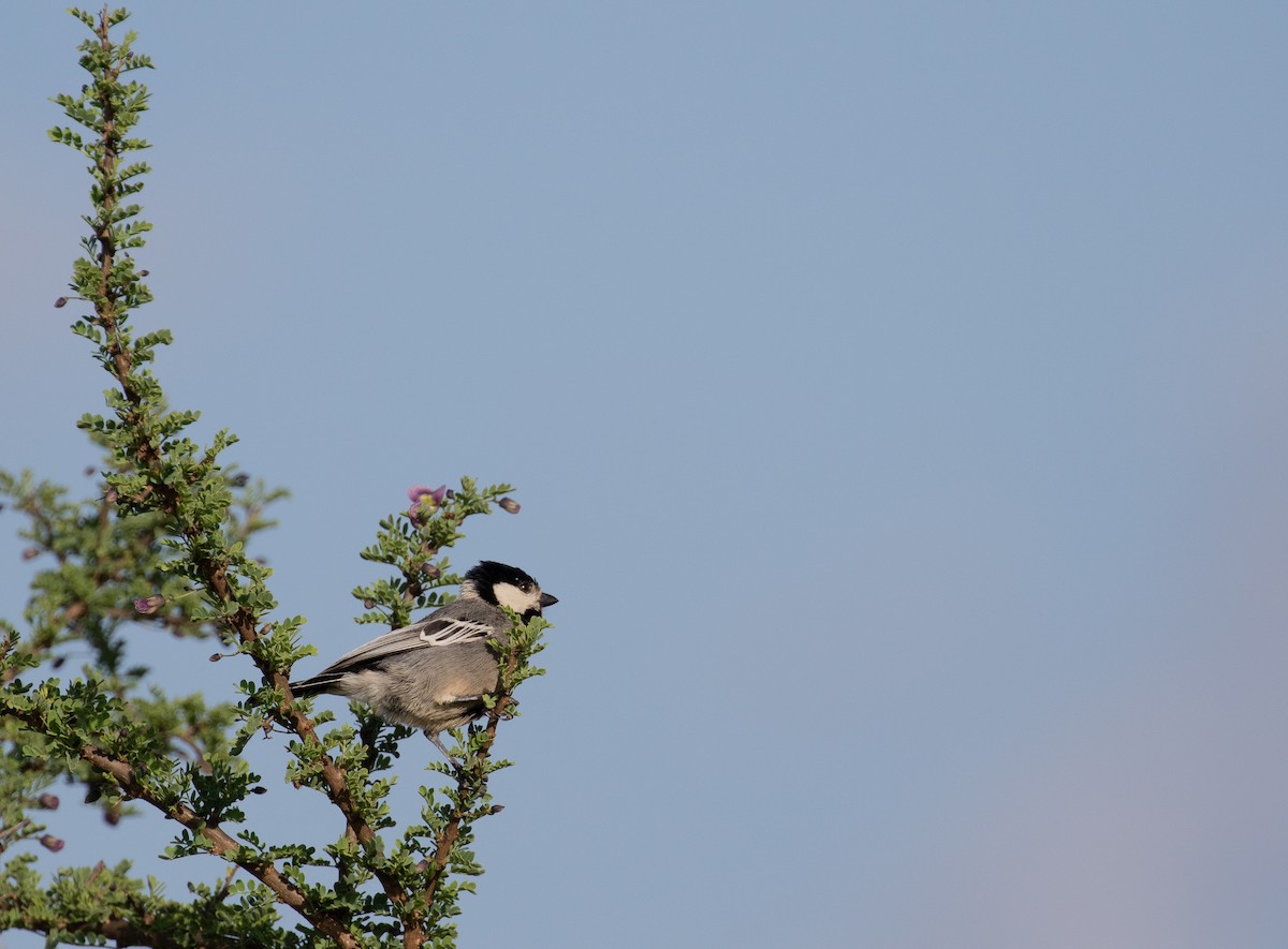 Somali Tit - simon walkley