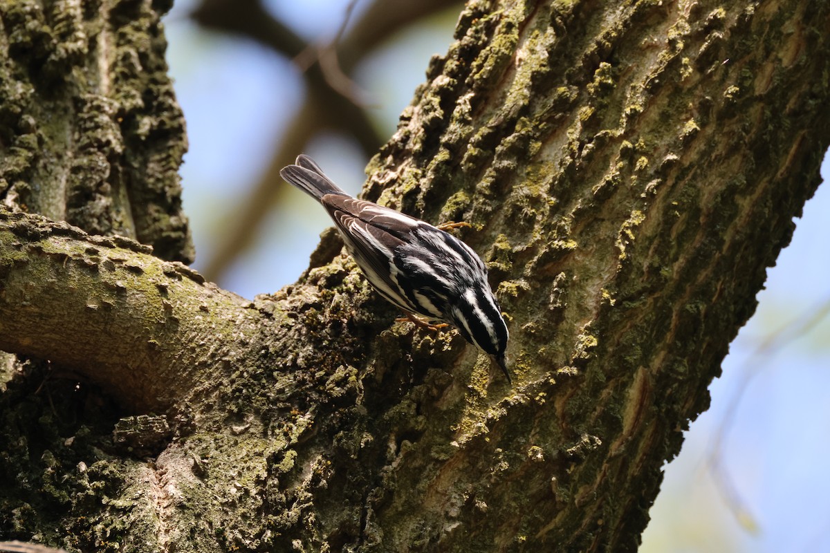 Black-and-white Warbler - Tracey Chan