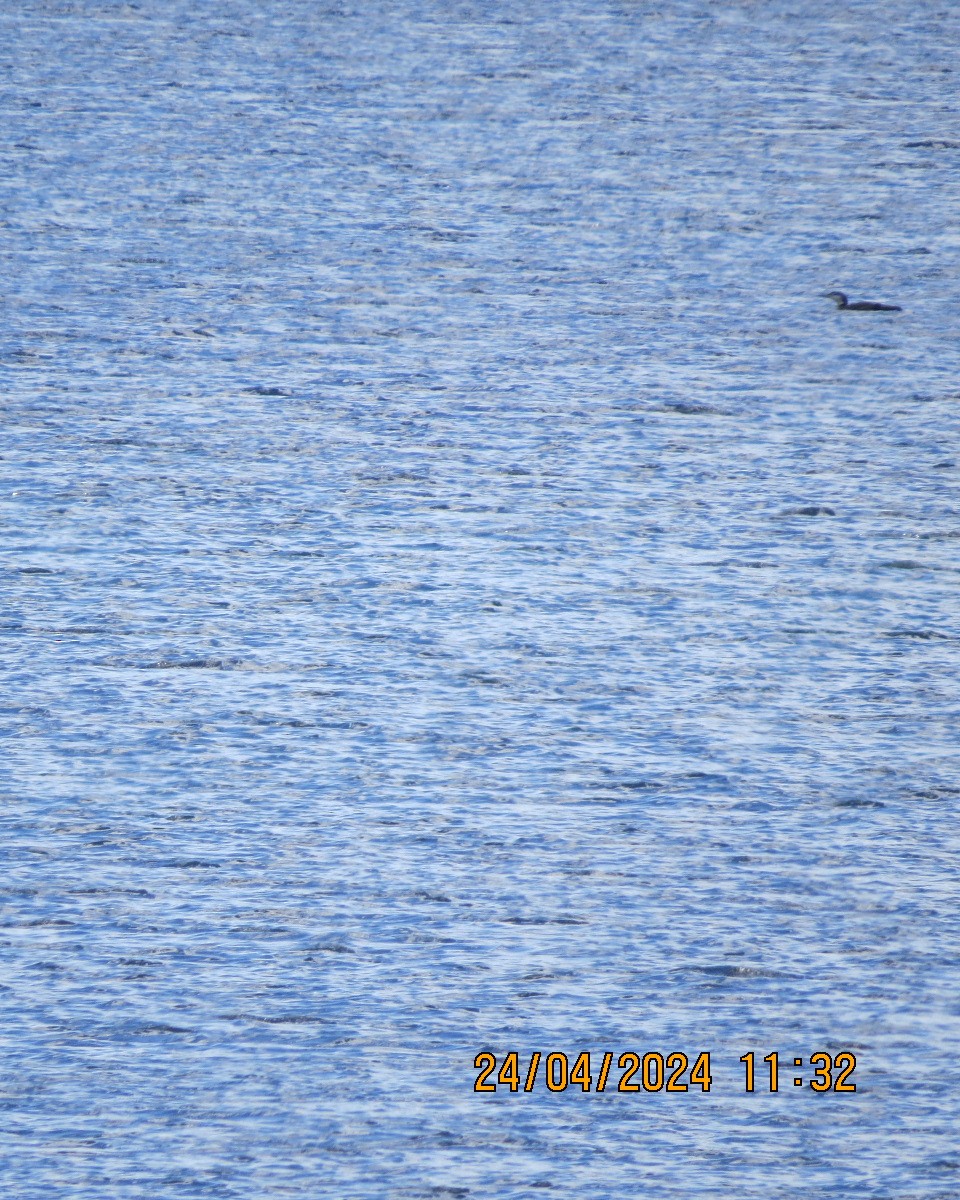 Common Loon - Gary Bletsch