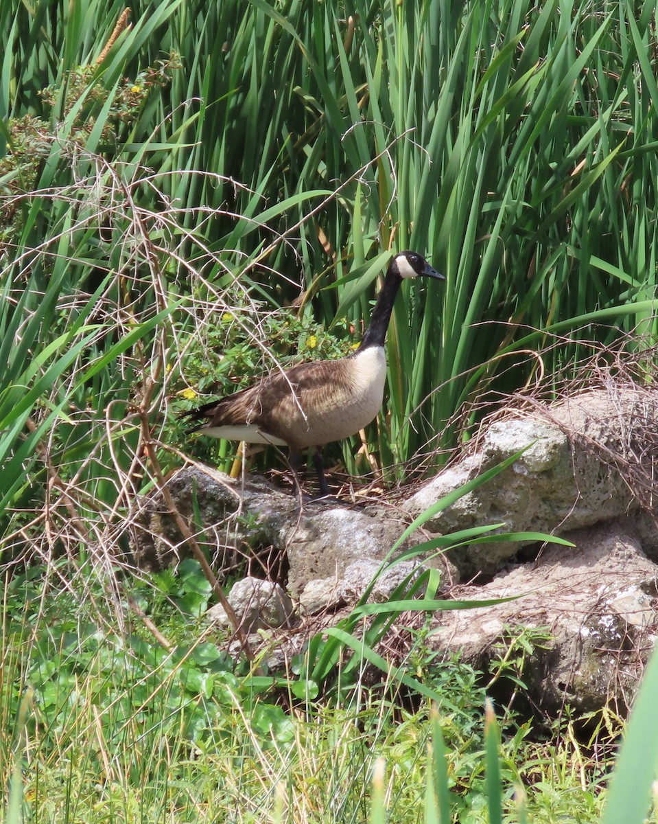 Canada Goose - Susan Pepper