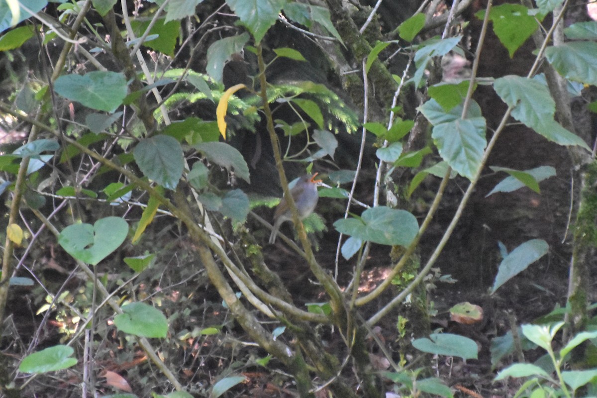 Orange-billed Nightingale-Thrush - ML618090306