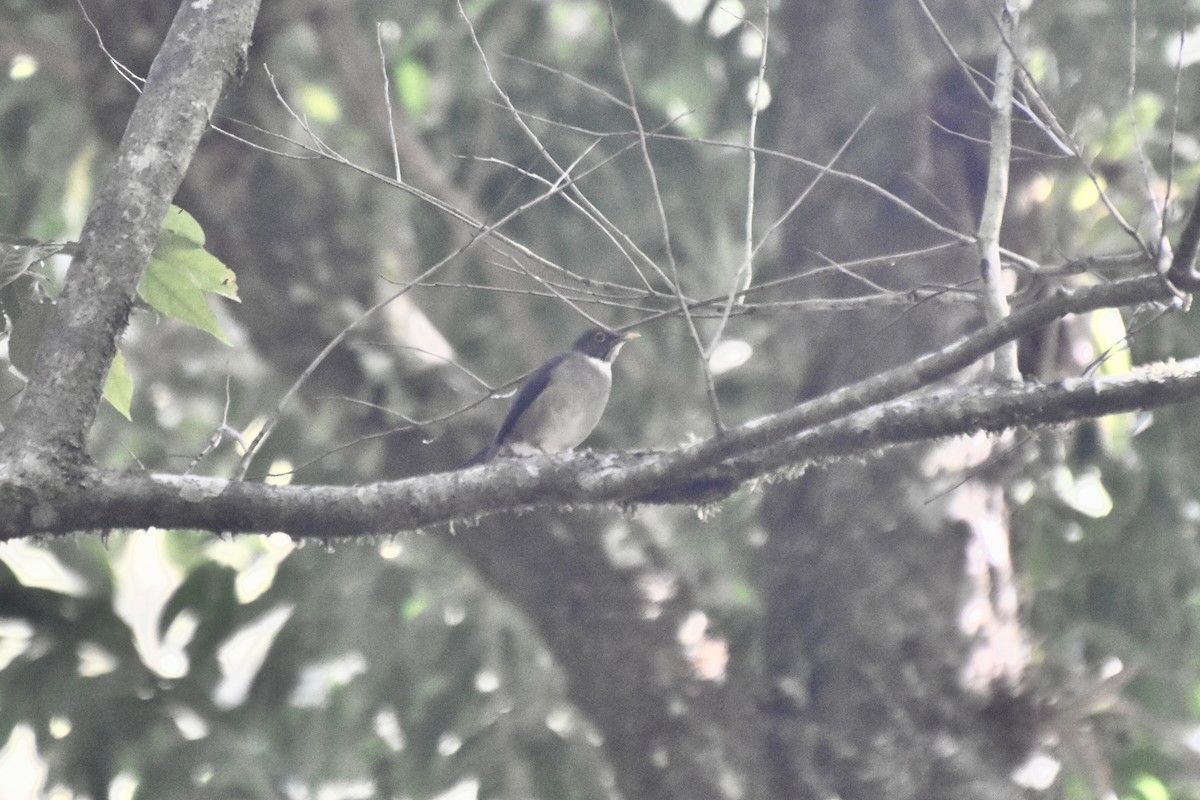 White-throated Thrush - ML618090314