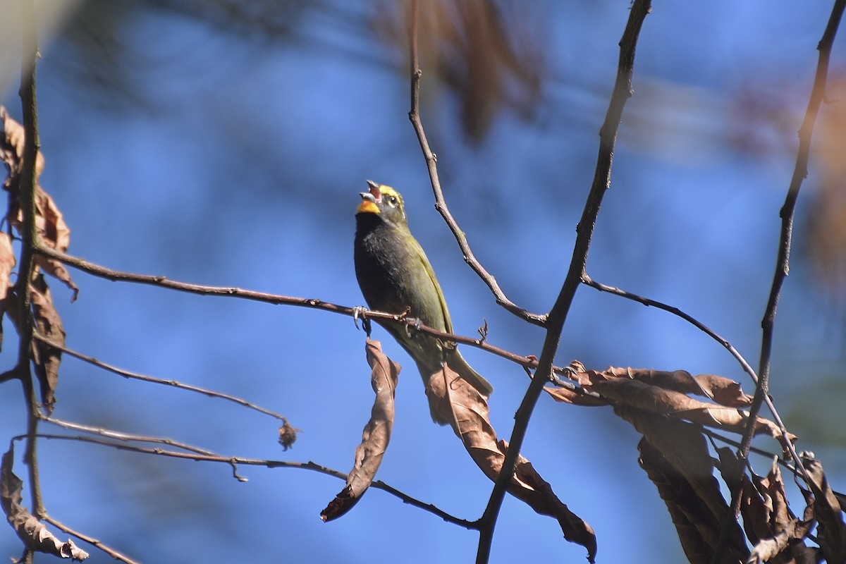 Yellow-faced Grassquit - ML618090322