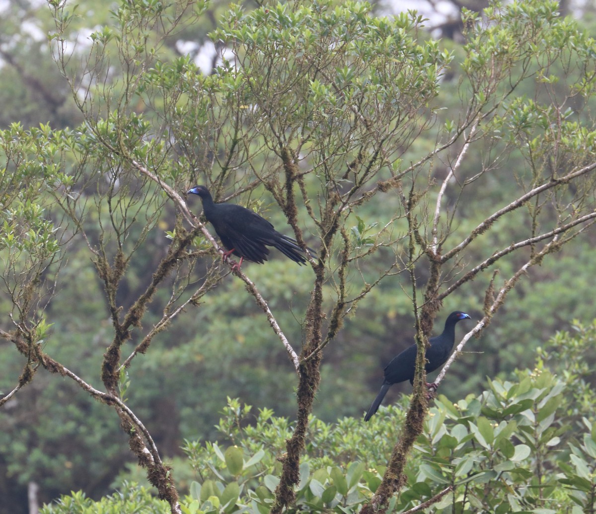 Schwarzguan - ML618090341