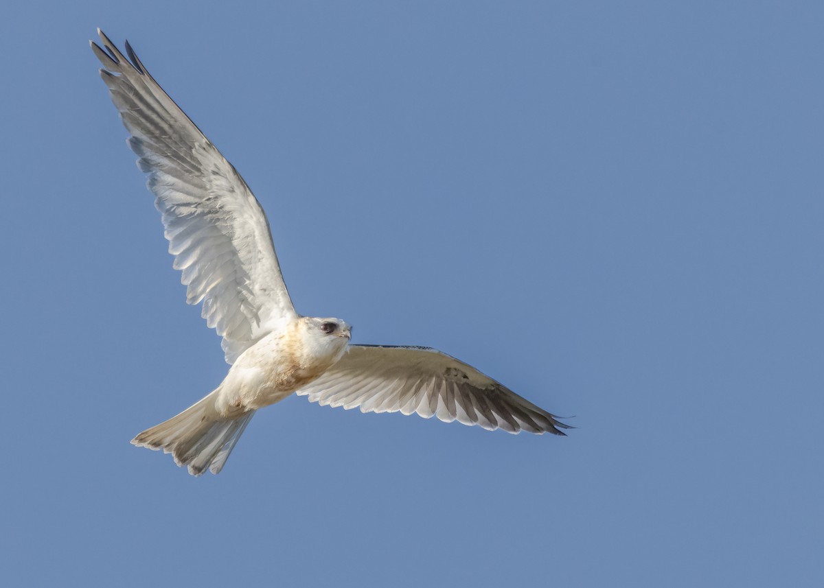 White-tailed Kite - Pvblo Maldo