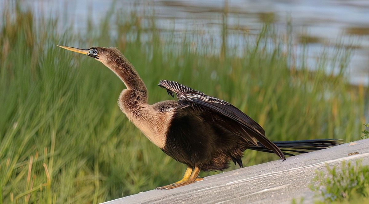 Common Gallinule - ML618090346