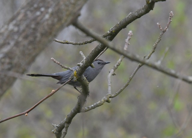 Gray Catbird - Doug Daniels