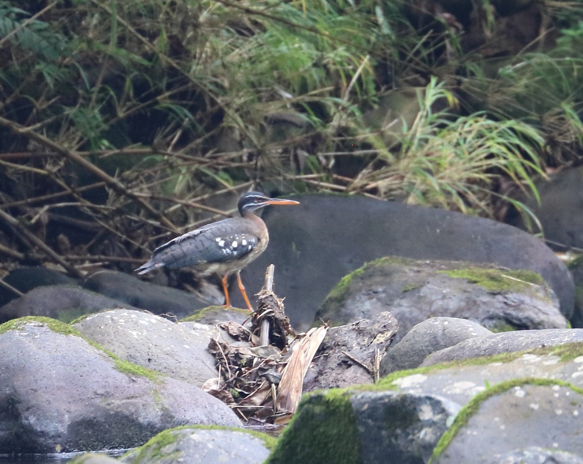 Sunbittern - ML618090353