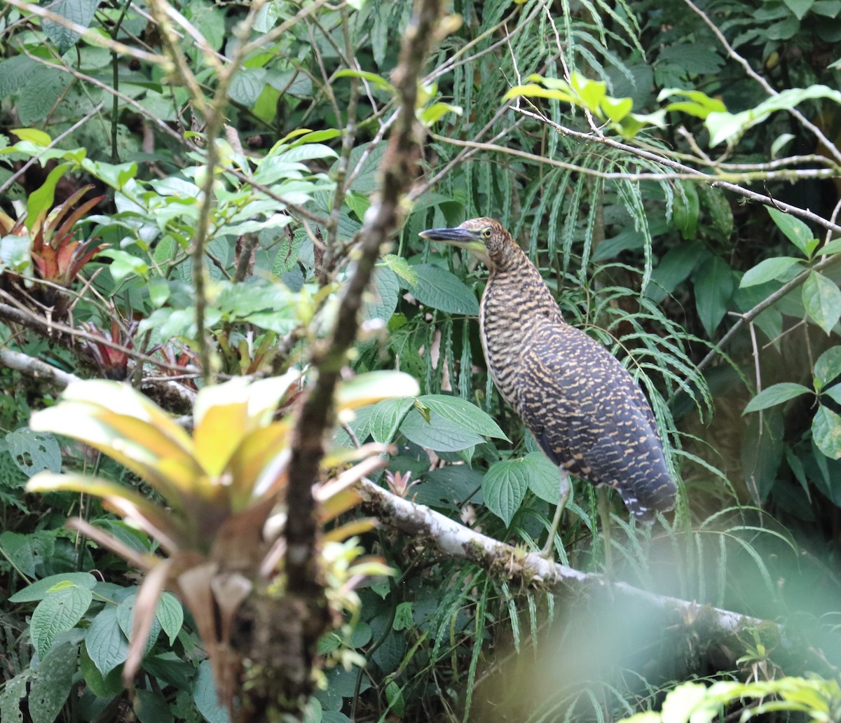 Fasciated Tiger-Heron - ML618090359