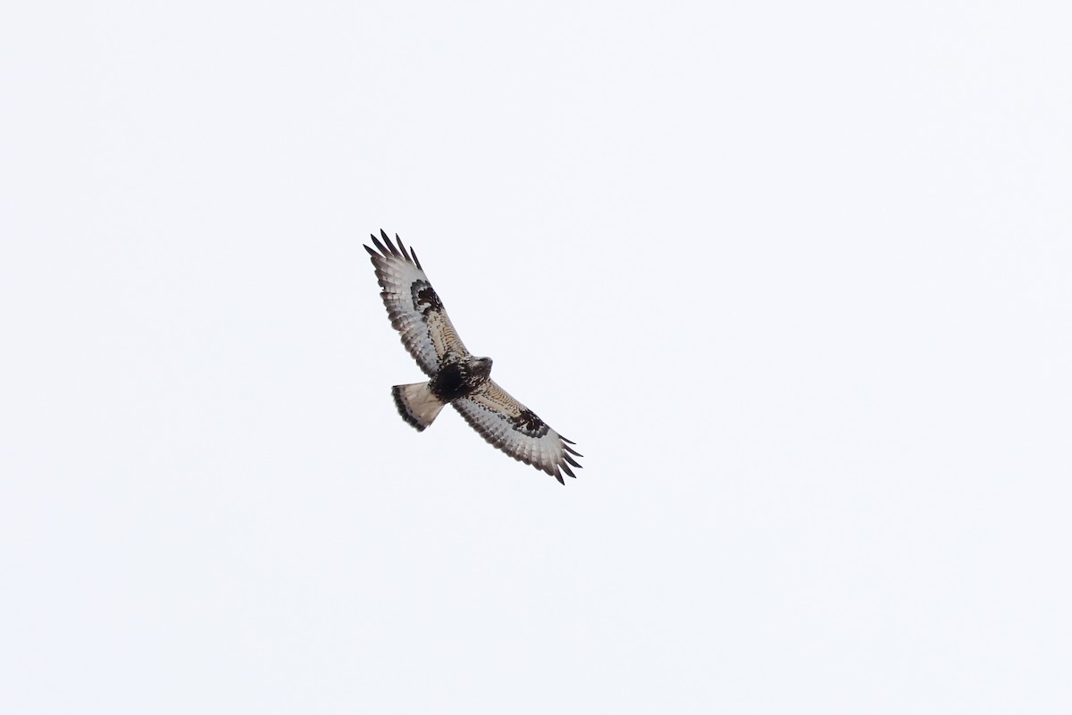 Rough-legged Hawk - ML618090368