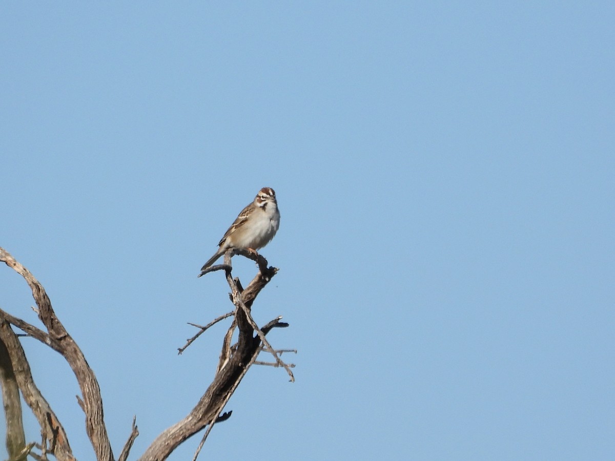 Lark Sparrow - Pam Griffin