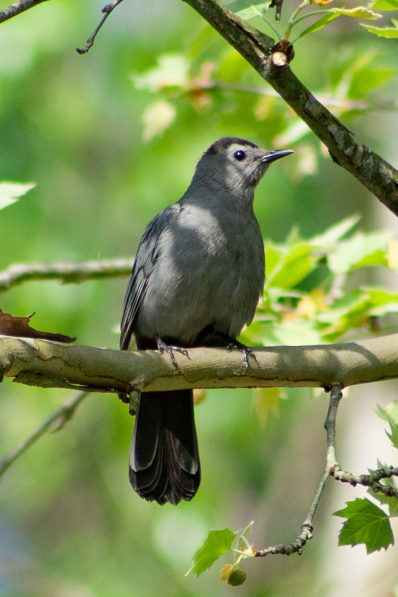 Gray Catbird - W Biggs