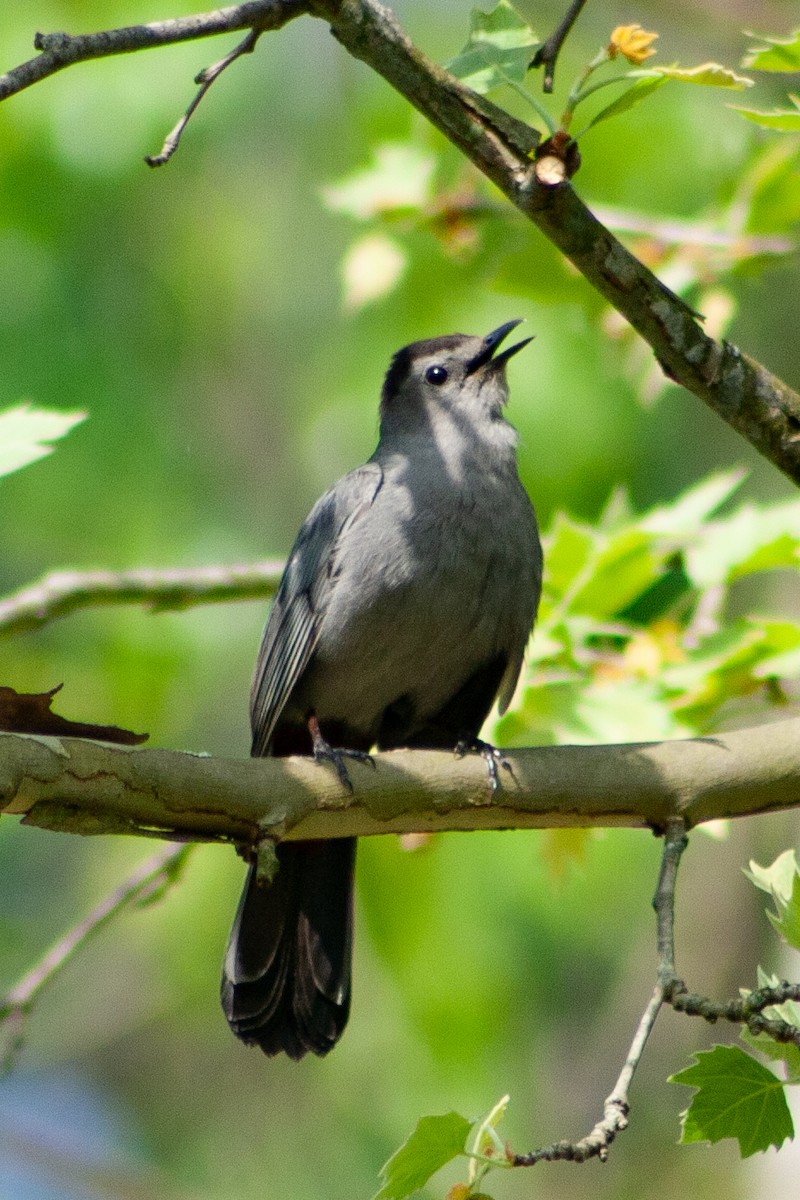 Gray Catbird - W Biggs