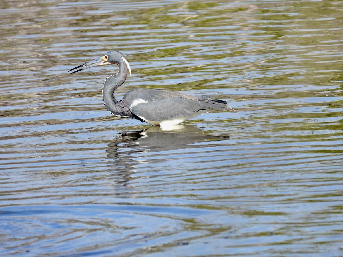 Tricolored Heron - Tracy Mosebey