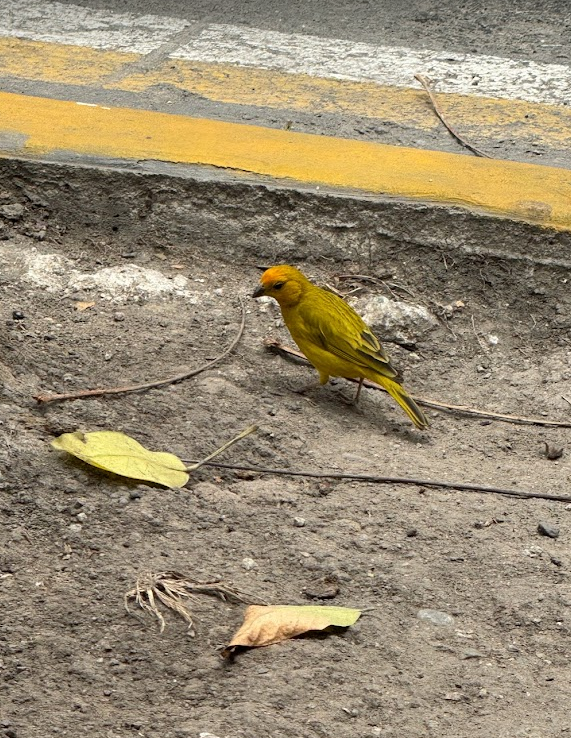 Saffron Finch - ayush gupta